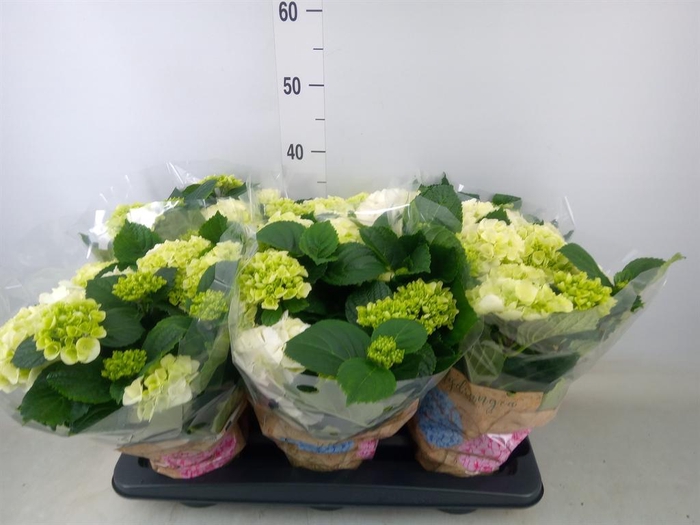 <h4>Hydrangea mac. 'Schneeball'</h4>