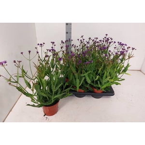 Verbena rigida 15Ø 50cm