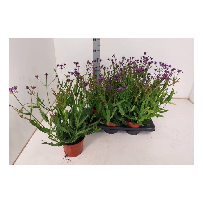 <h4>Verbena rigida 15Ø 50cm</h4>
