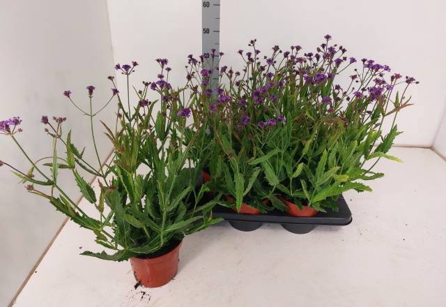 Verbena rigida 15Ø 50cm