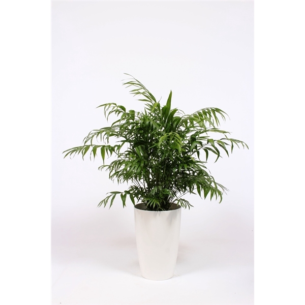 <h4>Chamaedorea elegans in Santorini pot "wit"</h4>