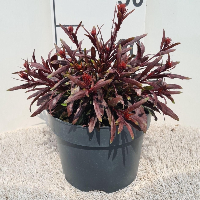 <h4>Gaura Graceful Pink P19</h4>