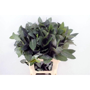 Euca Robusta 70 Cm Per Tak