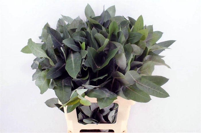 <h4>Euca Robusta 70 Cm Per Tak</h4>