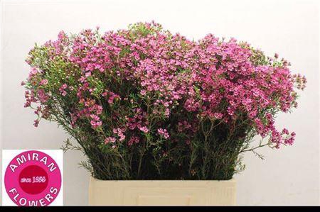 <h4>Chame Un Prince</h4>