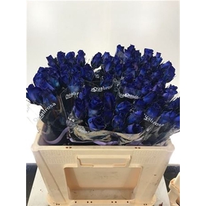 R Gr Special Blue