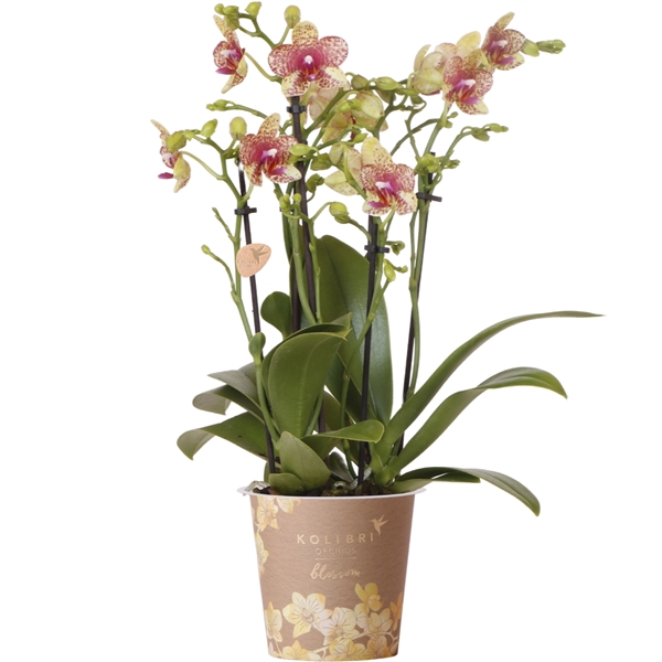 <h4>Kolibri Orchids Phalaenopsis Blossom Grosetto 6spike</h4>