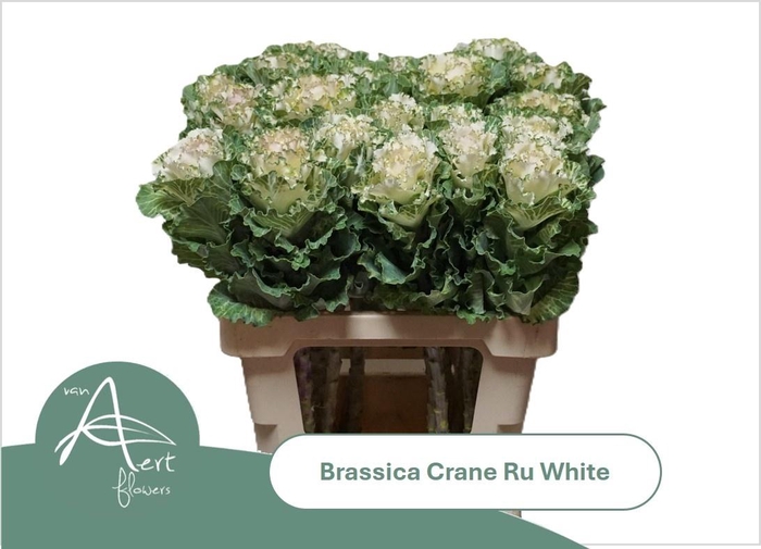 <h4>Brass Crane Ru White</h4>