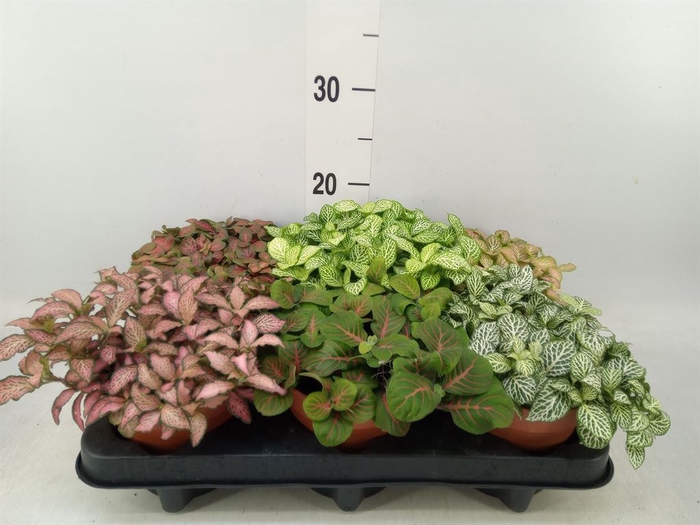 <h4>Fittonia   ...mix</h4>
