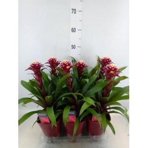 Guzmania  'Francesca'