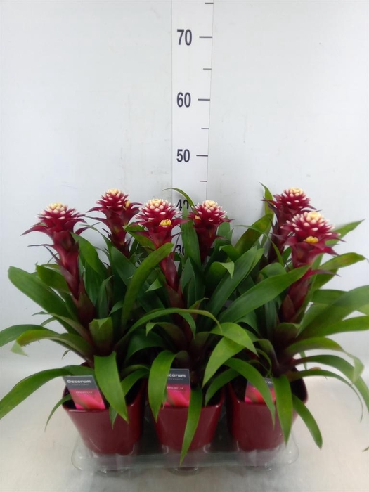 <h4>Guzmania  'Francesca'</h4>