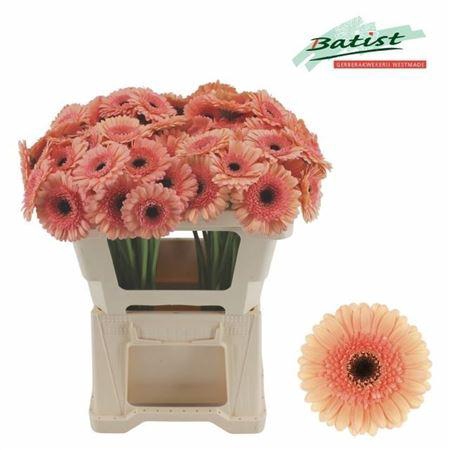 <h4>Ge Mi Cookie N Cream 07 CM,(NL),MPS A,(20)</h4>