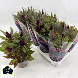 Cel Intenz Dark Purp