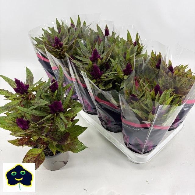 <h4>Cel Intenz Dark Purp</h4>