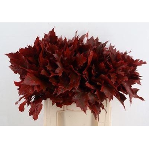Quercus rubra   ...colored H%