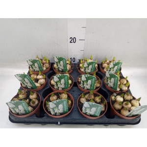 Muscari  'Magic White'