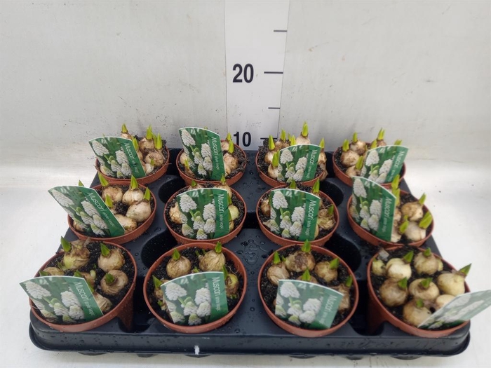 <h4>Muscari 'Magic White'</h4>