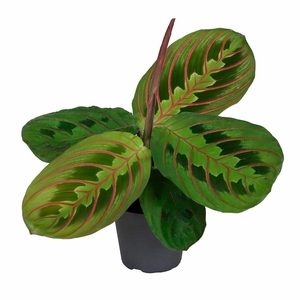 CALATHEA HYBRIDA P6 RED STRIPE