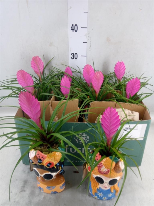 <h4>Arr.  Bromelia H%</h4>