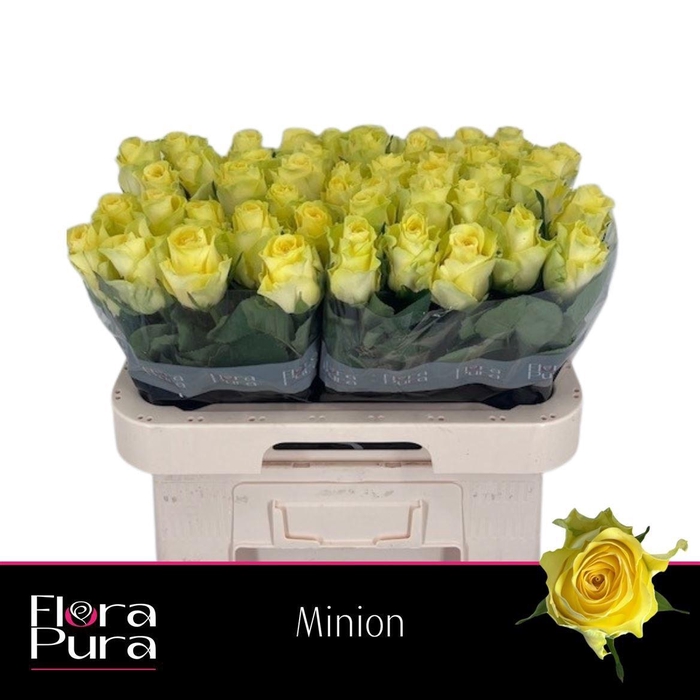 <h4>R GR MINION ROSE</h4>