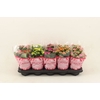 Kalanchoe