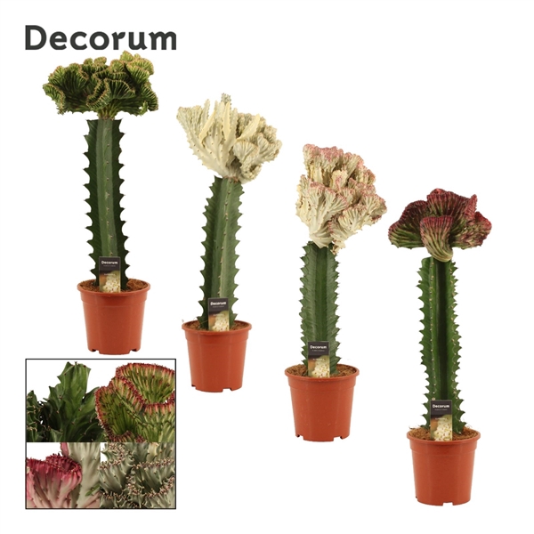 <h4>Euphorbia Lactea Spikey 17 cm (Decorum)</h4>