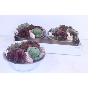 ARR SEMPERVIVUM