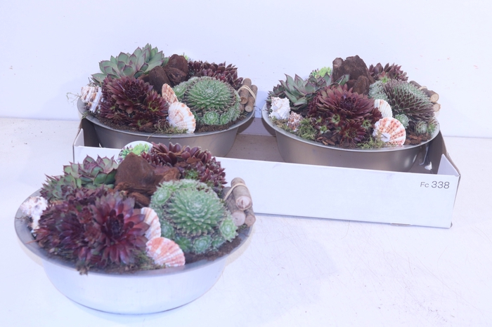 <h4>ARR SEMPERVIVUM</h4>