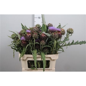 Cynara Cardunculus