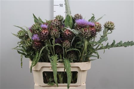 <h4>Cynara Cardunculus</h4>