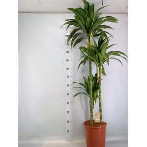 Dracaena fr de 'Ulises'