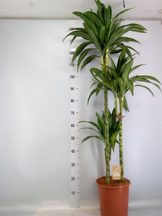 <h4>Dracaena fr de 'Ulises'</h4>