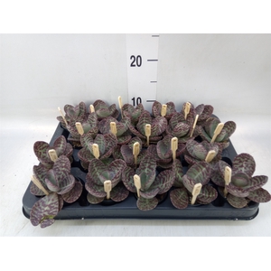 Kalanchoe humilis 'Surpris Desert'