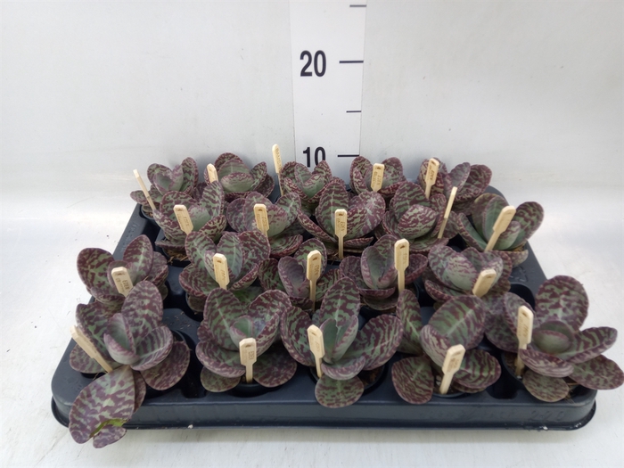 <h4>Kalanchoe humilis 'Surpris Desert'</h4>