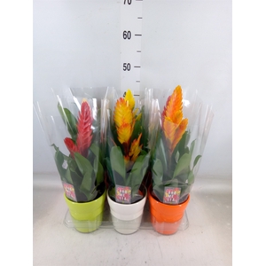 Vriesea   ...mix 6