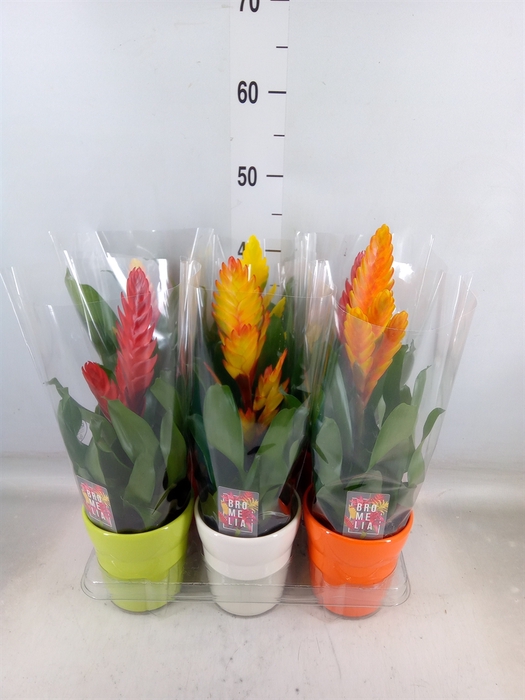 <h4>Vriesea   ...mix 6</h4>