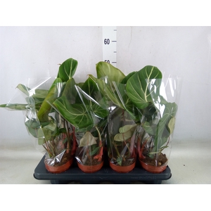 Philodendron gloriosum
