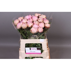 Paeonia Nancy Nora | Heavy Quality