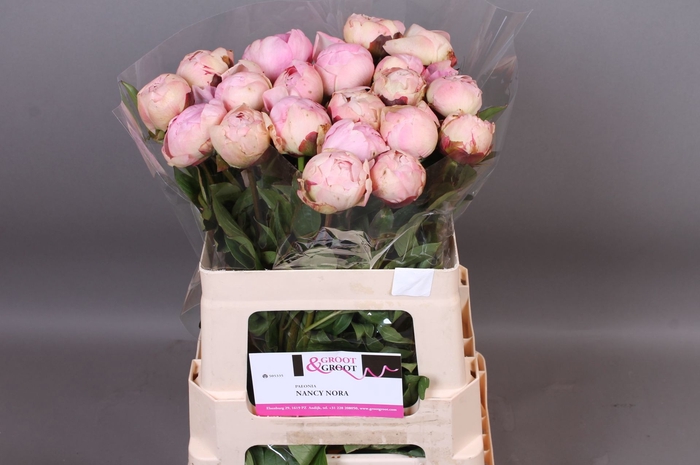 <h4>Paeonia Nancy Nora | Heavy Quality</h4>