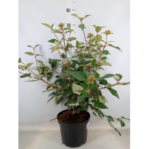 Viburnum  'Eskimo'