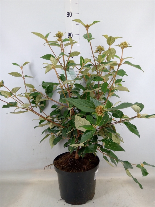 <h4>Viburnum  'Eskimo'</h4>