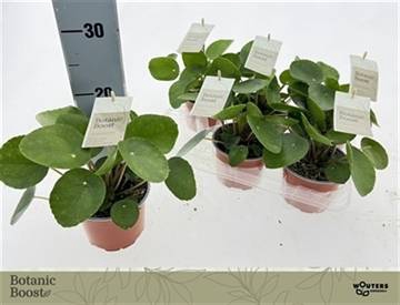 <h4>PILEA PEPEROMIOIDES</h4>