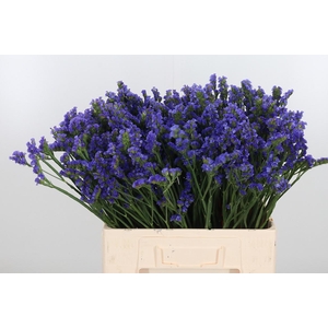 Statice Crystal Dark Blue