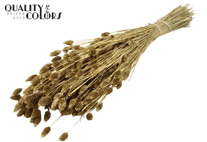 <h4>Phalaris per bunch Gold</h4>