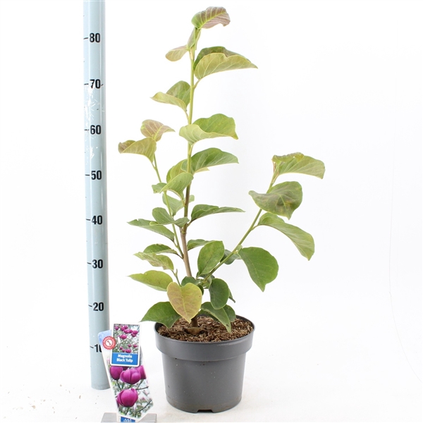 <h4>Magnolia Black Tulip ('Jurmag1'PBR)</h4>