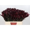 Leucadendron Saf Sunset Dark R.