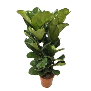 Ficus lyrata 2 per pot