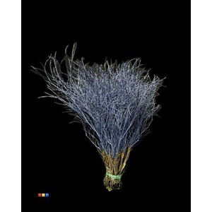 Vaccinium / Heidelbeer Marine Blue