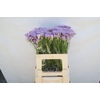 Allium Kleinbloemig