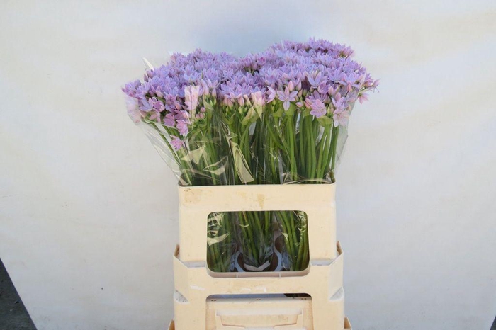 Allium Kleinbloemig